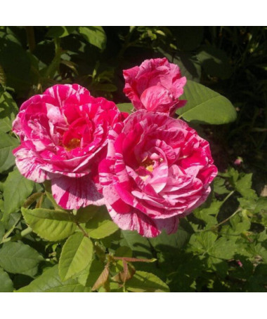 Kletterrose 'Ferdinand Pichard' Topf, 2l