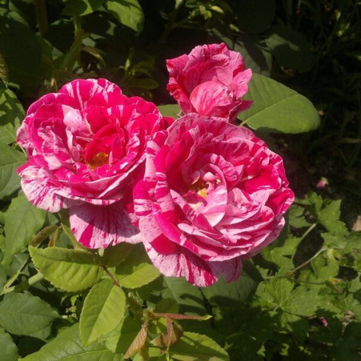Kletterrose 'Ferdinand Pichard' Topf, 2l