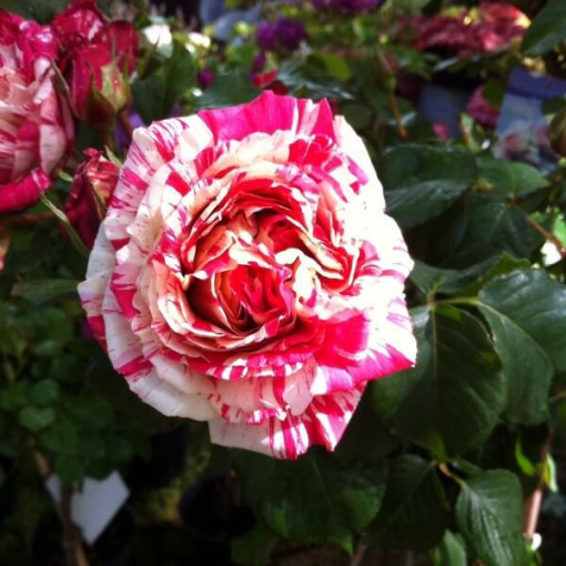 Kletterrose 'Ferdinand Pichard' Topf, 2l