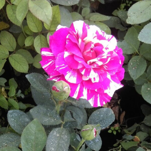 Kletterrose 'Ferdinand Pichard' Topf, 2l