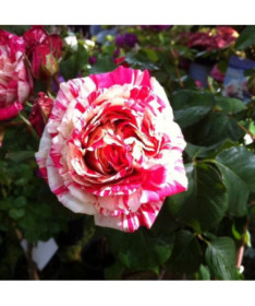 Kletterrose 'Ferdinand Pichard' Topf, 4L