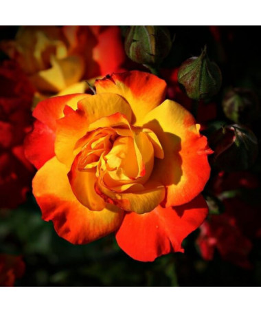 Kletterrose 'Climbing Rumba' im 4L Topf.