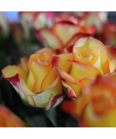 Kletterrose 'Climbing Rumba' im 4L Topf.