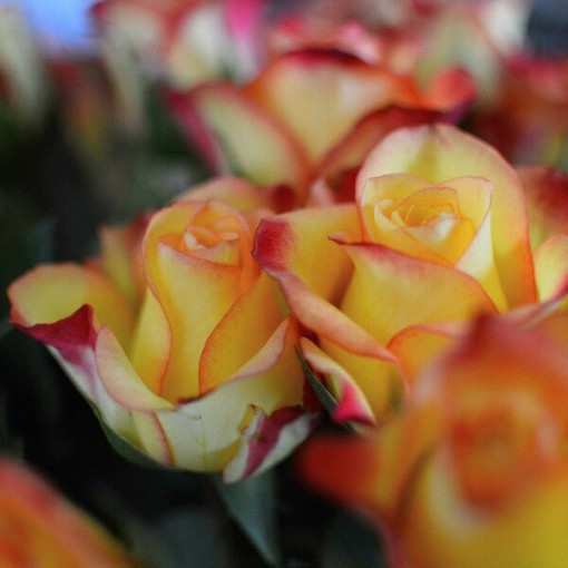 Kletterrose 'Climbing Rumba' im 4L Topf.