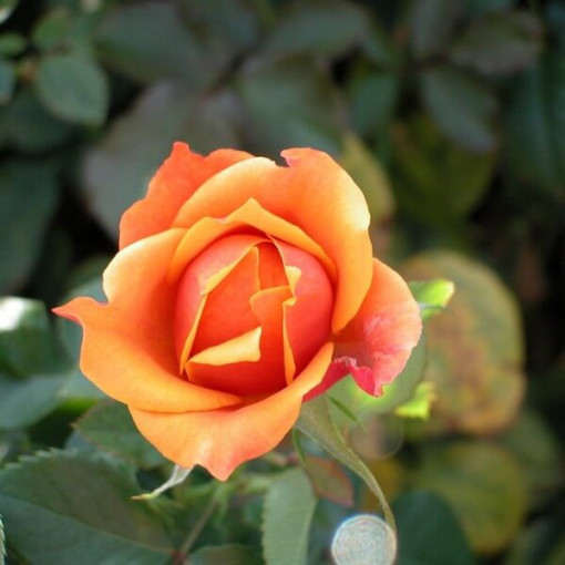 Kletterrose 'Climbing Rumba' im 4L Topf.