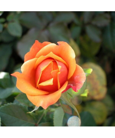 Kletterrose 'Climbing Rumba' im 2L Topf.