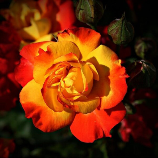 Kletterrose 'Climbing Rumba' im 2L Topf.