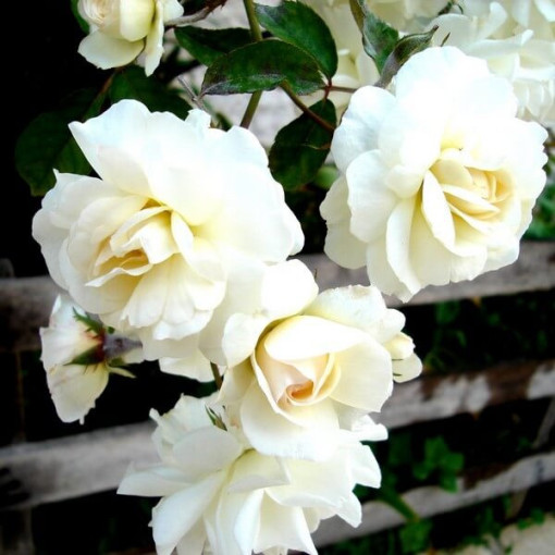 Kletterrose 'Climbing Iceberg' im 2L Topf.