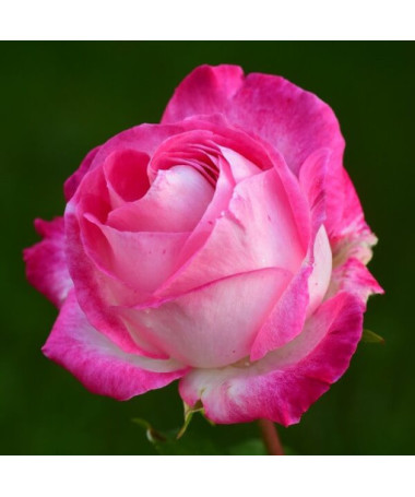 Kletterrose 'Alexandrina Victoria' Topf, 2l