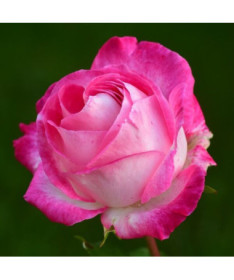 Kletterrose 'Alexandrina Victoria' Topf, 2l