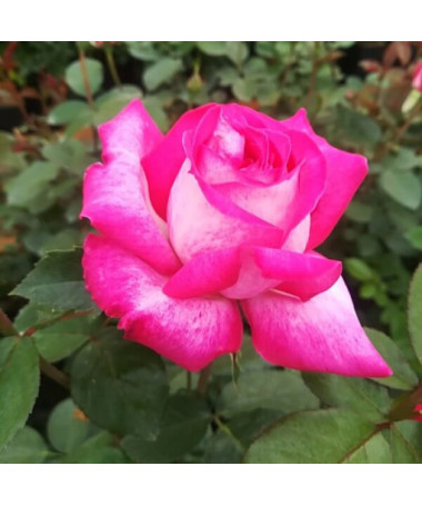 Kletterrose 'Alexandrina Victoria' Topf, 2l