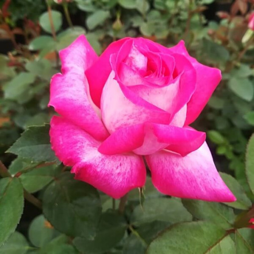 Kletterrose 'Alexandrina Victoria' Topf, 2l
