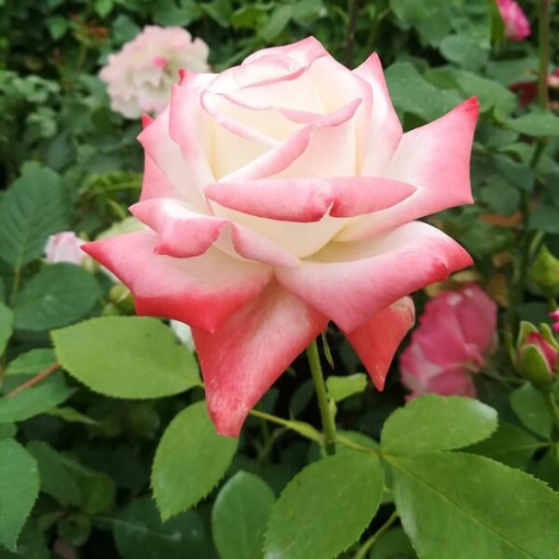 Kletterrose 'Alexandrina Victoria' Topf, 2l