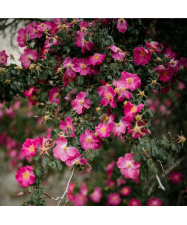 Bodendeckerrose 'Pink the Fairy' Topf, 2l