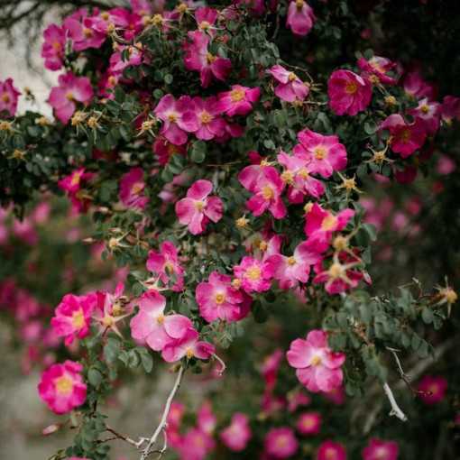 Bodendeckerrose 'Pink the Fairy' Topf, 2l