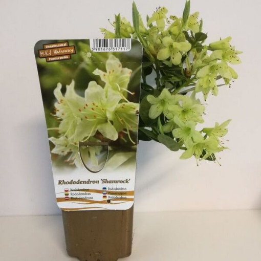 Rhododendron (Azalee) Shamrock P9/C1