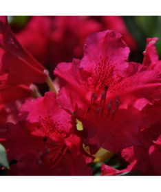 Rhododendron (Azalee) Scarlet Wonder P9/C1