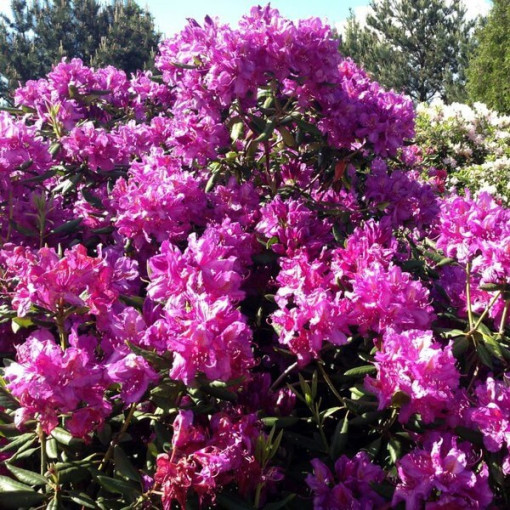 Rhododendron (Azalee) Roseum Elegans, 2L Topf