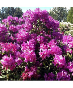 Rhododendron (Azalee) Roseum Elegans, 2L Topf