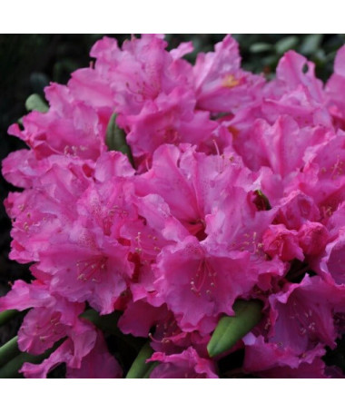 Rhododendron (Azalee) Roseum Elegans, 2L Topf