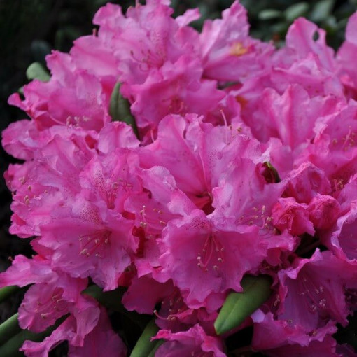 Rhododendron (Azalee) Roseum Elegans, 2L Topf