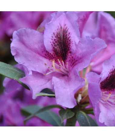 Rhododendron (Azalee) Rasputin P9/C1