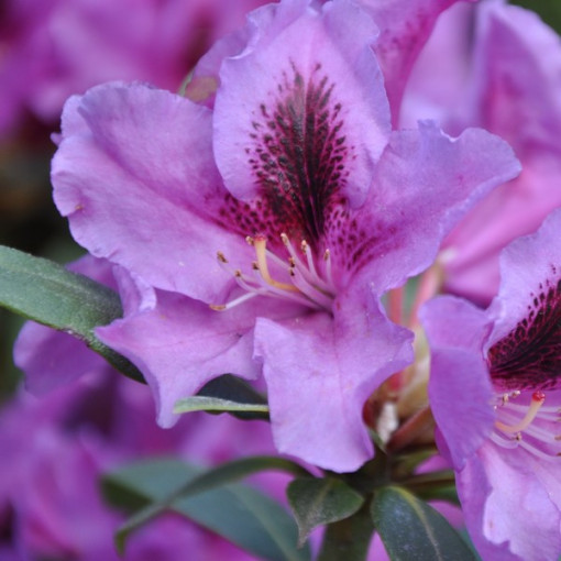 Rhododendron (Azalee) Rasputin P9/C1