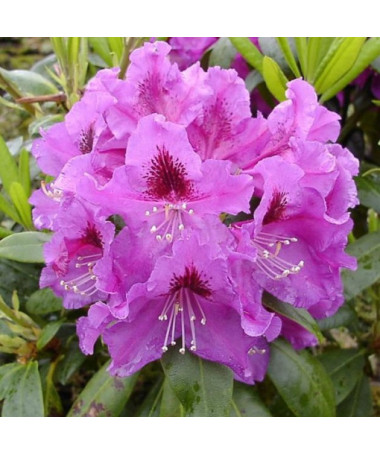 Rhododendron (Azalee) Rasputin P9/C1