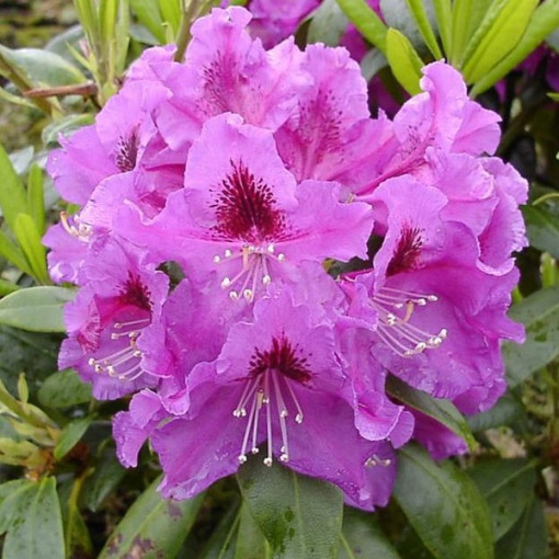 Rhododendron (Azalee) Rasputin P9/C1