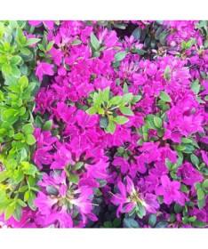 Rhododendron (Azalee) 'Purpurtraum' P9/C1