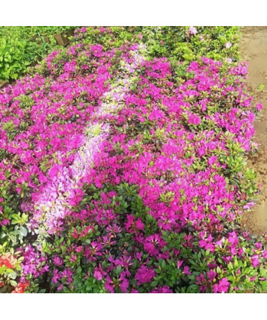 Rhododendron (Azalee) 'Purpurtraum' P9/C1