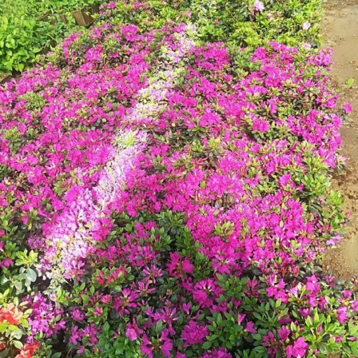 Rhododendron (Azalee) 'Purpurtraum' P9/C1