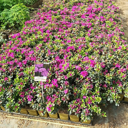 Rhododendron (Azalee) 'Purpurtraum' P9/C1