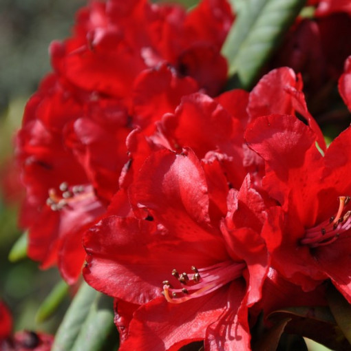 Rhododendron (Azalee) Purpurkissen P9/C1