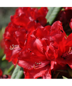 Rhododendron (Azalee) Purpurkissen P9/C1