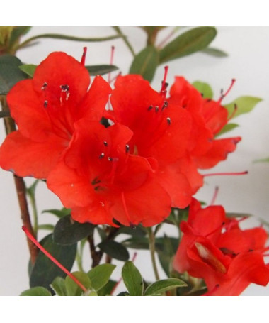 Rhododendron (Azalee) Purpurkissen P9/C1