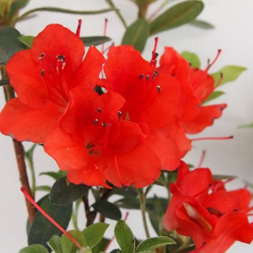 Rhododendron (Azalee) Purpurkissen P9/C1