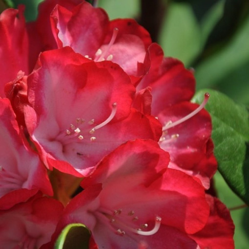 Rhododendron (Azalee) Prinz Karneval P9/C1
