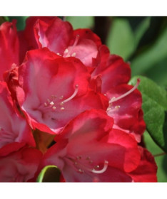 Rhododendron (Azalee) Prinz Karneval P9/C1