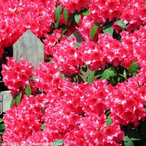 Rhododendron (Azalee) Prinz Karneval P9/C1