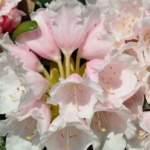 Rhododendron (Azalee) Polaris P9/C1
