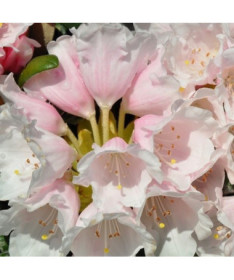 Rhododendron (Azalee) Polaris P9/C1