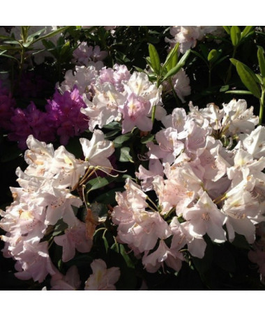 Rhododendron (Azalee) Polaris P9/C1