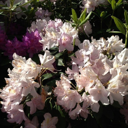 Rhododendron (Azalee) Polaris P9/C1