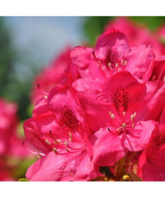 Rhododendron (Azalee) Nova Zembla P9/C1