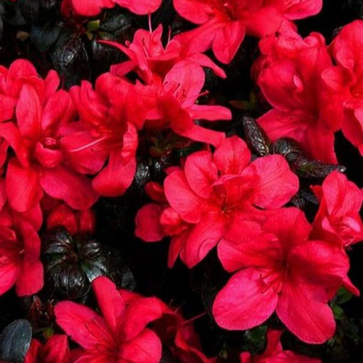 Rhododendron (Azalee) 'Marushka' P9/C1