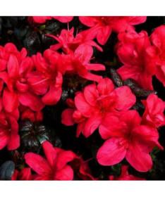 Rhododendron (Azalee) 'Marushka' P9/C1