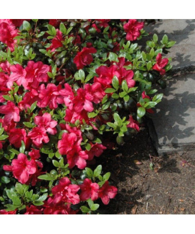 Rhododendron (Azalee) 'Marushka' P9/C1
