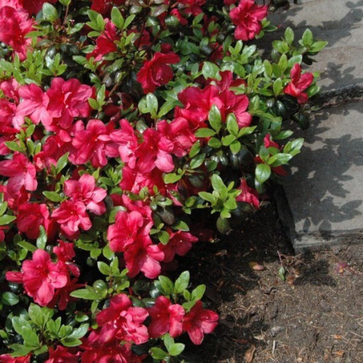 Rhododendron (Azalee) 'Marushka' P9/C1