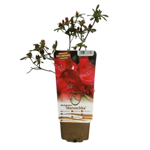 Rhododendron (Azalee) 'Marushka' P9/C1